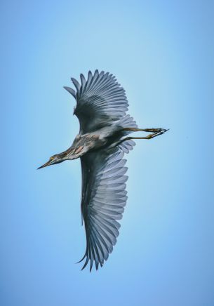 black heron, flight Wallpaper 1668x2388