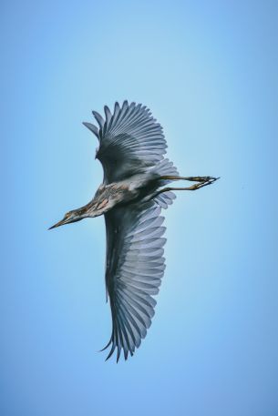 black heron, flight Wallpaper 640x960
