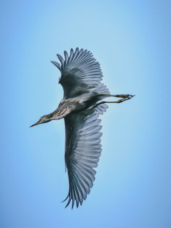 black heron, flight Wallpaper 2048x2732