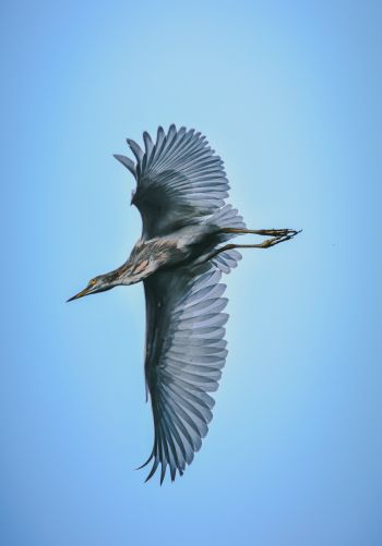 black heron, flight Wallpaper 1668x2388
