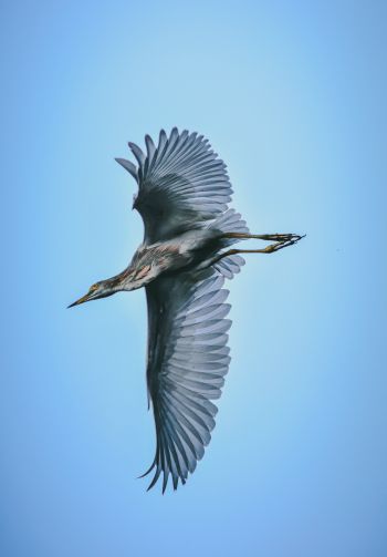 black heron, flight Wallpaper 1640x2360