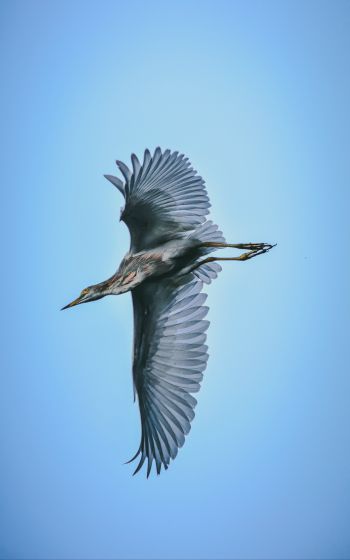 black heron, flight Wallpaper 1600x2560