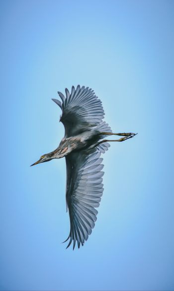 black heron, flight Wallpaper 1200x2000