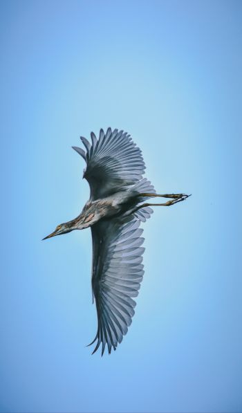 black heron, flight Wallpaper 600x1024