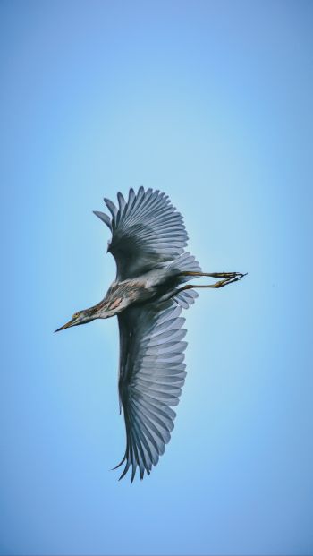 black heron, flight Wallpaper 640x1136