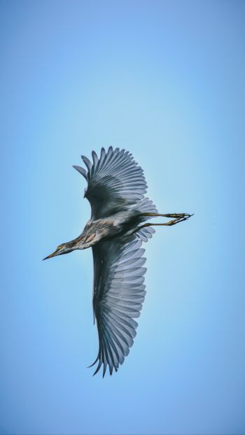 black heron, flight Wallpaper 1080x1920