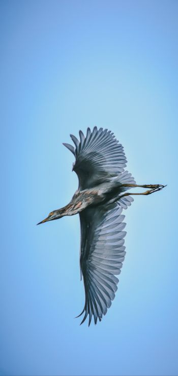 black heron, flight Wallpaper 1080x2280