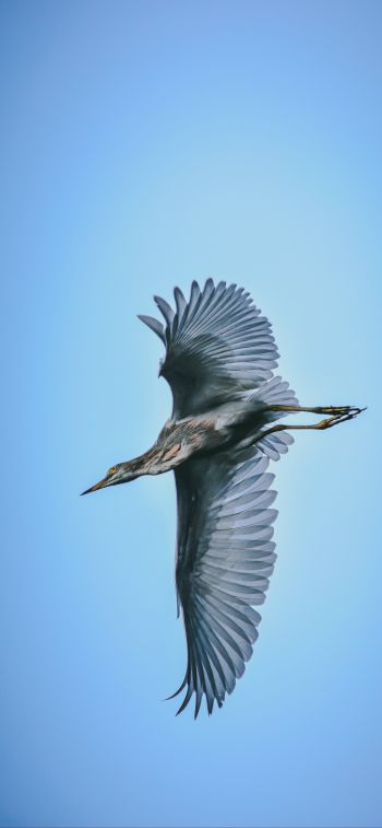 black heron, flight Wallpaper 1125x2436