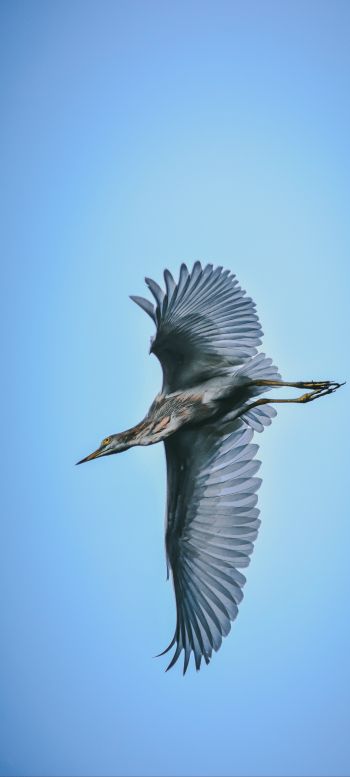 black heron, flight Wallpaper 720x1600