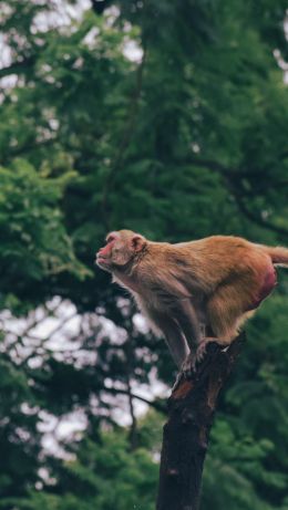 red monkey, tree jump Wallpaper 640x1136