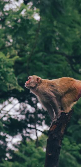 red monkey, tree jump Wallpaper 1080x2220