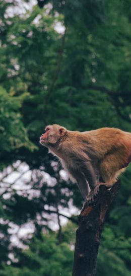 red monkey, tree jump Wallpaper 1080x2280