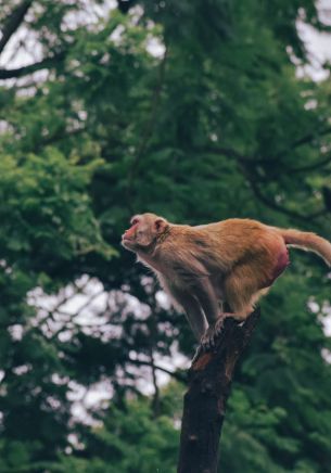 red monkey, tree jump Wallpaper 1668x2388