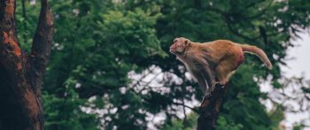 red monkey, tree jump Wallpaper 2560x1080