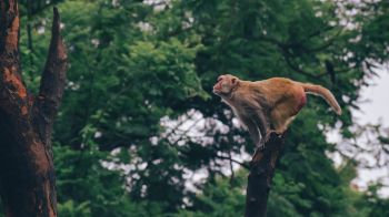red monkey, tree jump Wallpaper 1600x900