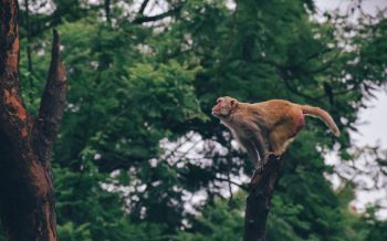 red monkey, tree jump Wallpaper 2560x1600