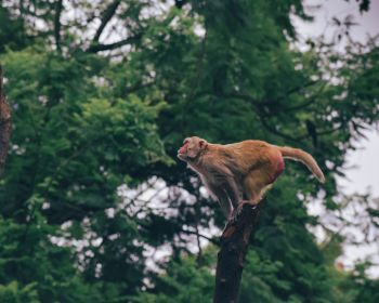 red monkey, tree jump Wallpaper 1280x1024