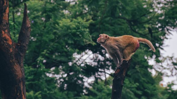 red monkey, tree jump Wallpaper 3840x2160