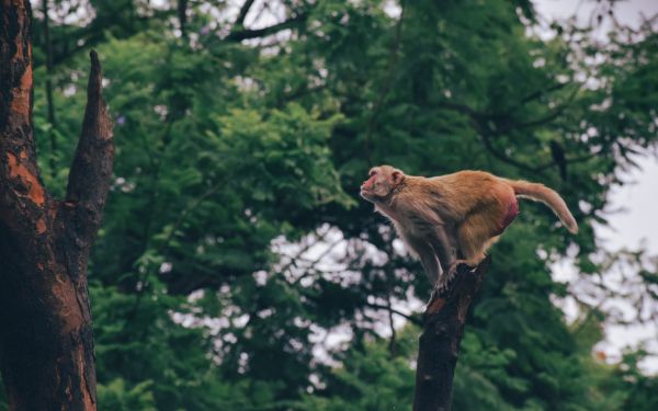 red monkey, tree jump Wallpaper 1920x1200