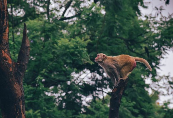 red monkey, tree jump Wallpaper 5263x3579