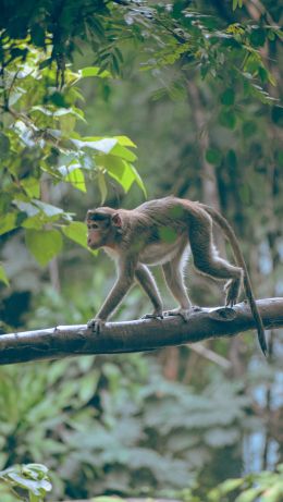 monkey on the tree Wallpaper 640x1136