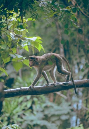 monkey on the tree Wallpaper 1640x2360