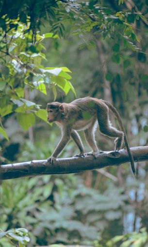 monkey on the tree Wallpaper 1200x2000