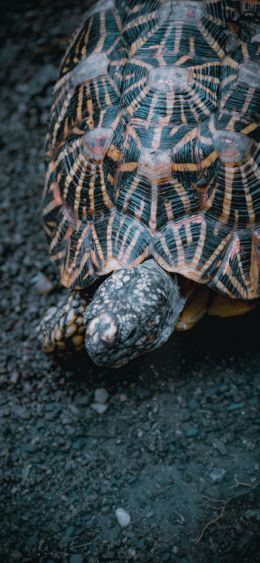 sea turtle Wallpaper 1080x2340