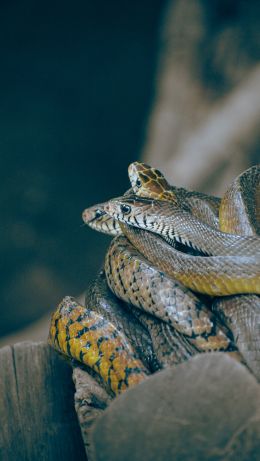 poisonous snakes Wallpaper 640x1136