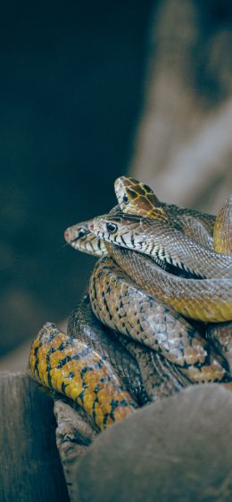 poisonous snakes Wallpaper 1080x2340