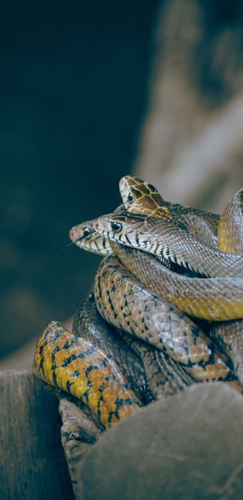 poisonous snakes Wallpaper 1080x2220
