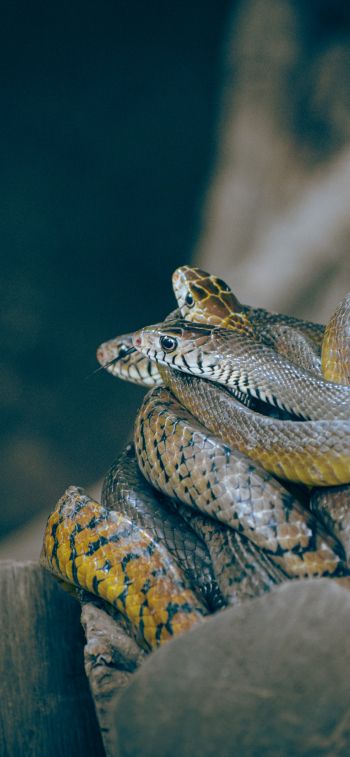 poisonous snakes Wallpaper 828x1792