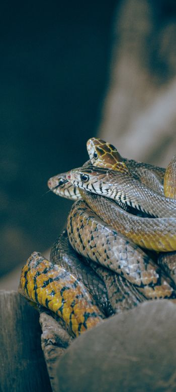 poisonous snakes Wallpaper 1080x2400