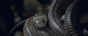 slippery snake Wallpaper 2560x1080