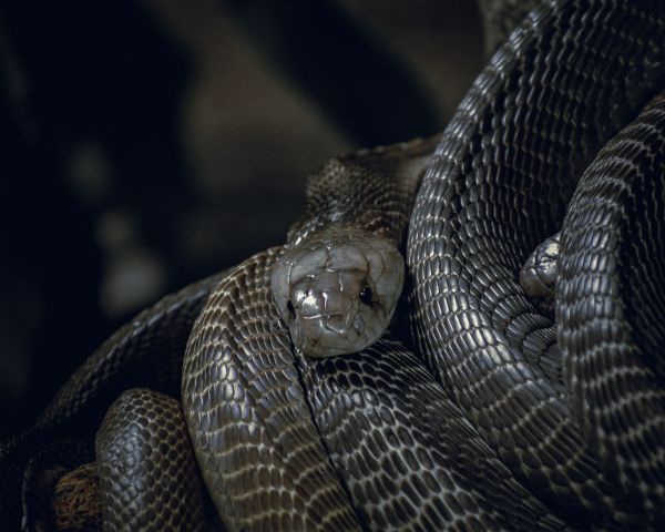 slippery snake Wallpaper 1280x1024