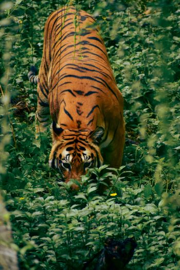 striped tiger Wallpaper 640x960
