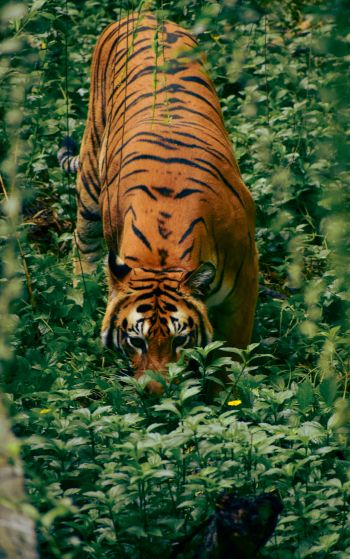striped tiger Wallpaper 1752x2800