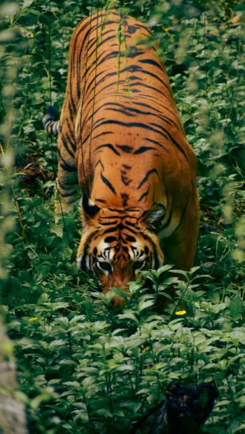 Обои 640x1136 полосатый тигр