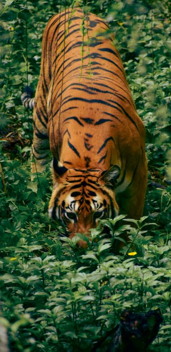striped tiger Wallpaper 1080x2220