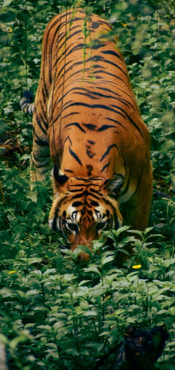 striped tiger Wallpaper 1080x2280