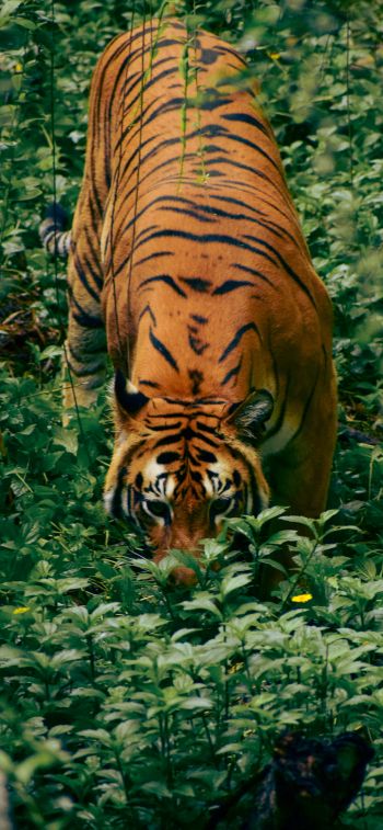 Обои 1125x2436 полосатый тигр