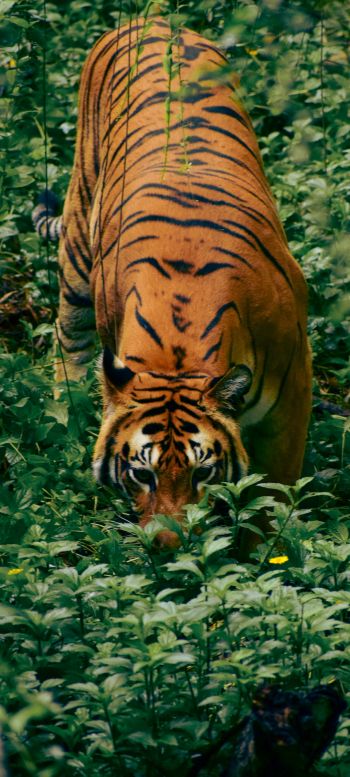 Обои 1080x2400 полосатый тигр
