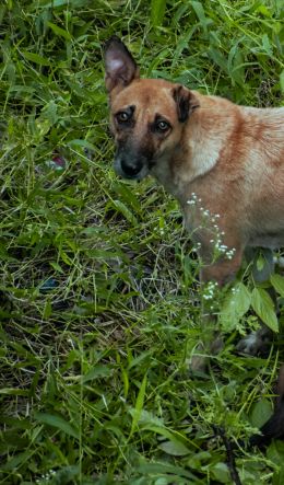 homeless dog, puppies Wallpaper 600x1024