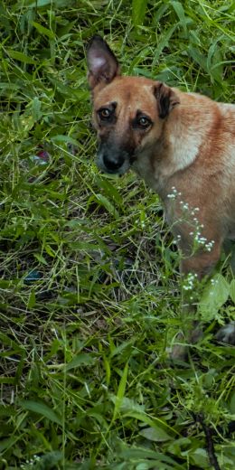 homeless dog, puppies Wallpaper 720x1440