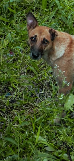 homeless dog, puppies Wallpaper 1080x2340