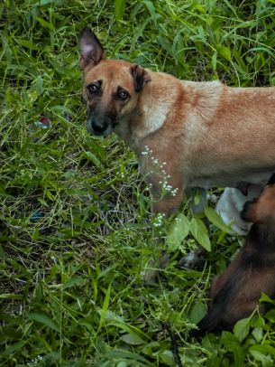 homeless dog, puppies Wallpaper 2048x2732