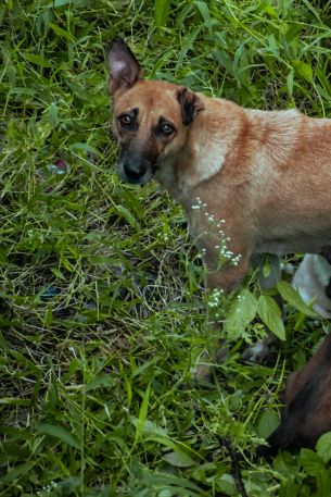 homeless dog, puppies Wallpaper 640x960