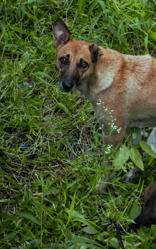 homeless dog, puppies Wallpaper 800x1280