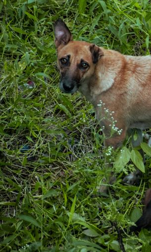 homeless dog, puppies Wallpaper 1200x2000