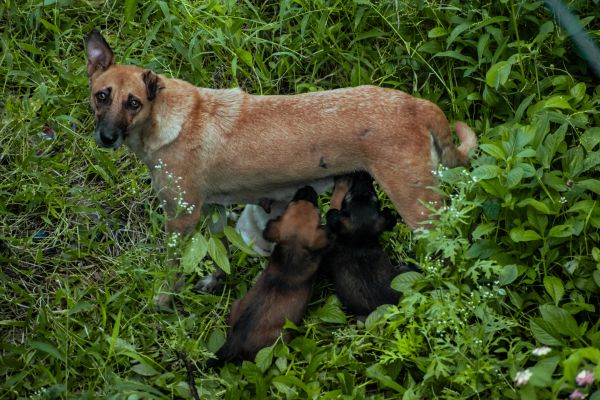 homeless dog, puppies Wallpaper 6000x4000